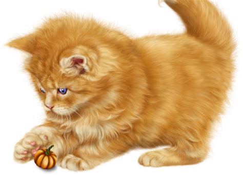 Free Persian Cat Png Download Free Persian Cat Png Png Images Free
