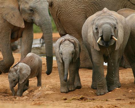 Baby African Elephants Ii Photograph By Bruce J Robinson Fine Art America