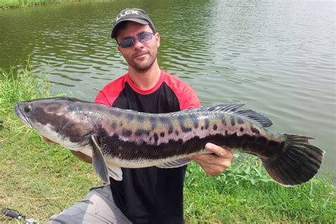 Snakeheads are not considered game fish so there are no limits or seasons on them. Snakehead / Barramundi fishing Bangkok | MegaFishingThailand