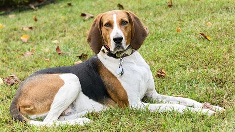 Best Hunting Dog Breeds To Pet And Train Hubpages