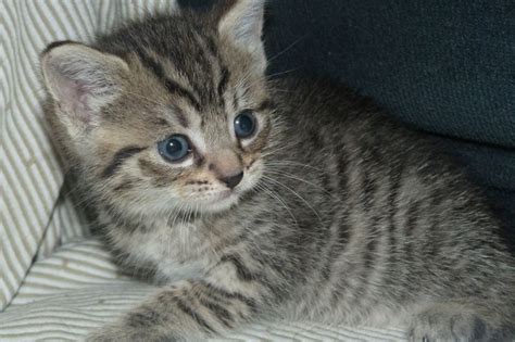 Mixed Breed Kittens For Sale Pets4homes Tabby Kittens For Sale