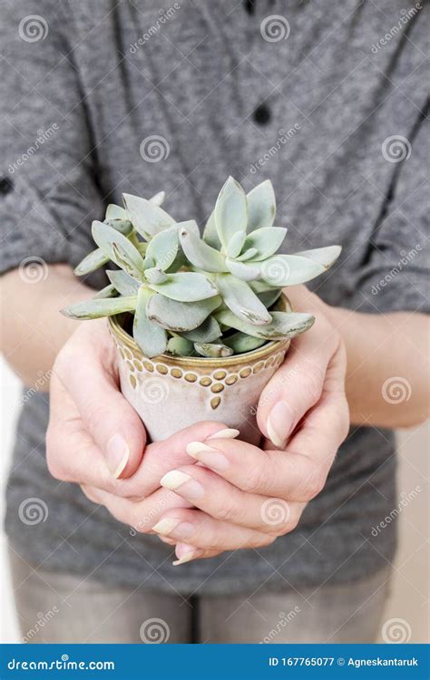 Woman Holding Succulent Plant Stock Image Image Of Gardener Green 167765077