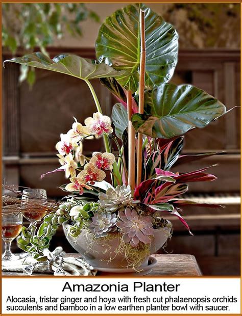 Maybe you would like to learn more about one of these? Dish Gardens OBERER'S FLOWERS - Serving Dayton, Columbus ...