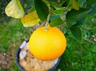 Oranger “Caracara”/ FA5. -8°C – pépinière jardin foret