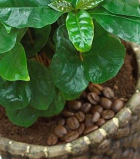 10 100 Dwarf Coffee Plant Seeds Pure Planting Seeds Arabica Etsy