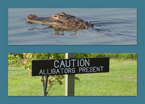 Just For Fun Lake Eufaula Alabama We Saw More Alligators Flickr