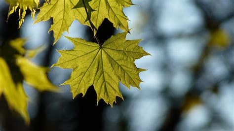 Wallpaper Green Maple Leaves Glare 3840x2160 Uhd 4k Picture Image