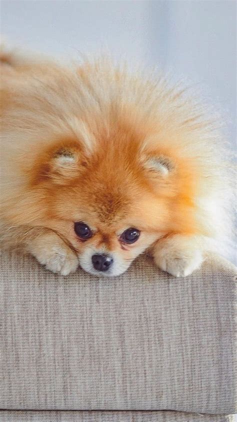 Pomeranian Dog Cute Dog Hd Phone Wallpaper Pxfuel