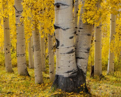 Colorado Aspen Tree Photography For Sale