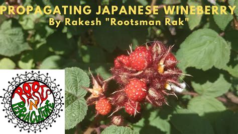 Propagating Japanese Wineberry Rubus Phoenicolasius By Rakesh