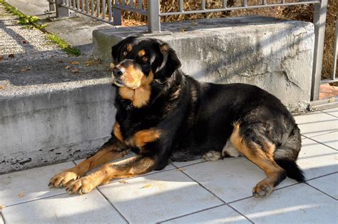 Najlepsze Sposoby Szkolenia Psa Rasy Rottweiler Petsidepl