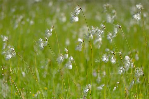 Schmalblättriges Wollgras Eriophorum Angustifolium Aus Pflanzen