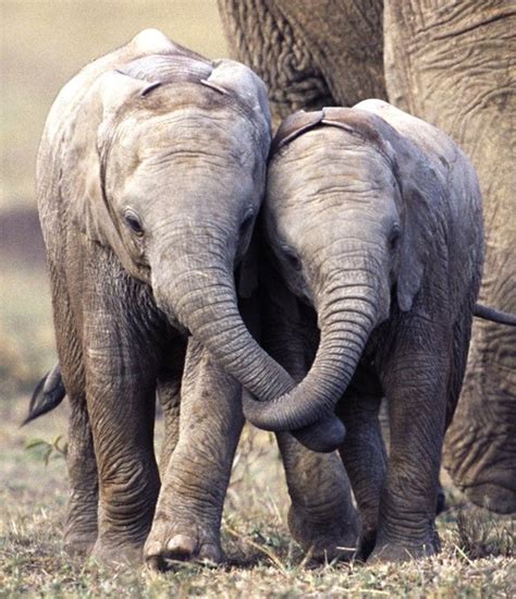 Love Bird Elephant Elephants Never Forget Save The Elephants Animals