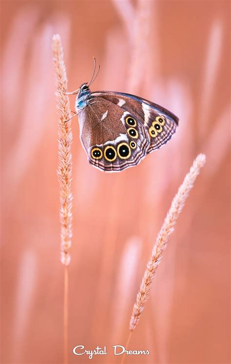 Princess By Tatiana Krylova On 500px Beautiful Bugs Beautiful