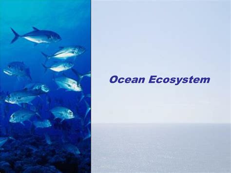 Ppt Ocean Ecosystem Powerpoint Presentation Free Download Id4489637