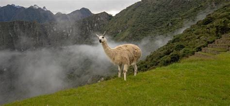 Llama And Misty Clouds At Machu Picchu In Peru South America Stock