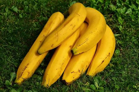 How To Preserve Bananas 5 Amazing Tricks That Work Each Time Hubpages