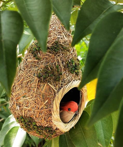 Buy Hummingbird Grass Birdhouse For Outside Hanging Hand Woven Bird