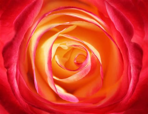 Macro Swirls Rose Flower Photograph By Jennie Marie Schell Fine Art