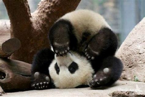 Roly Poly Panda Cutest Paw Animals Pandas Pinterest