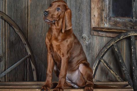 5 Best Redbone Coonhound Breeders In The Us