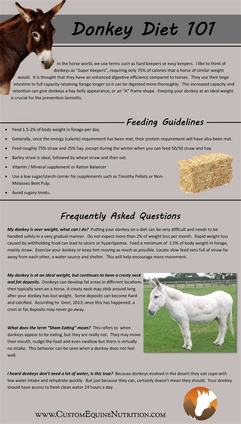 How To Care For A Donkey A Simple Guide Artofit