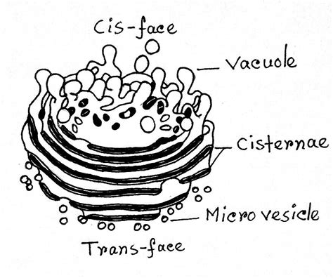 Golgi Apparatus Definition Structure Functions