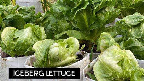 How To Grow Iceberg Lettuce From Seeds To Harvest With Full Updated