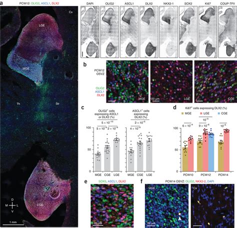 Neural Stem Cells Are Abundant In The Mge Osvz A Progenitor Markers