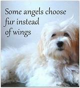 Pet sympathy messages for loss of pet. 39 Pet Loss Quotes to Comfort the Grief - Sympathy Card ...