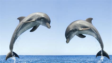 5 Reasons Why Dolphins Are Awesome Ocean Animals For
