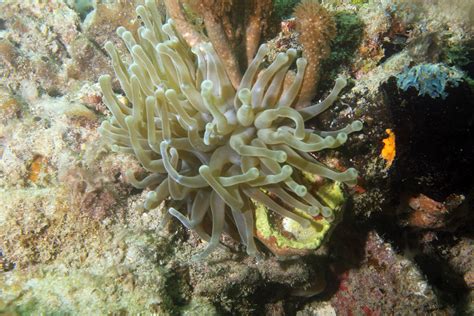 Img6455n Giant Caribbean Sea Anemone Condylactis Gigante Flickr
