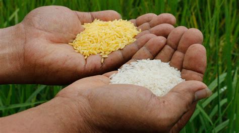 Genetically Modified Golden Rice Not The Cure All Industry Claims