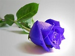 Blue Rose Flowers Hd Fondos de pantalla Película la Blue Rose Imágenes ...