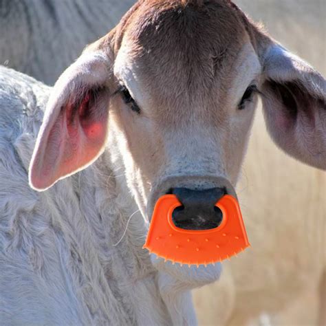 Livestock Cow Nose Thorn Calf Weaner Cattle Nose Rings Farm Equipment 5