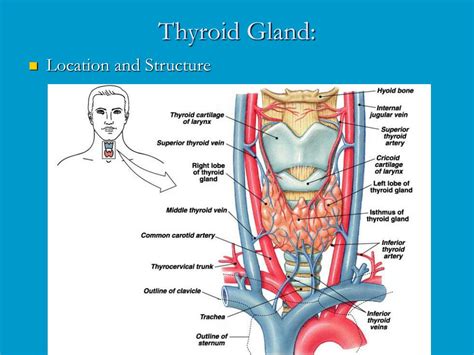 Thyroid Gland Anatomy And Physiology