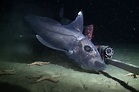 Will Ghost Sharks Vanish Before Scientists Can Study Them? - The New ...