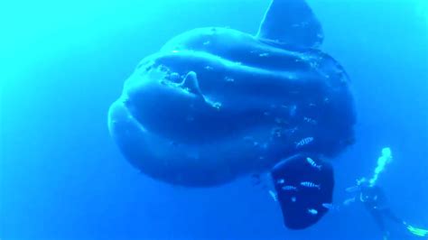 Sehr seltener #mondfisch geht fischer vor ruegen ins netz. Mola Mola : Taucher filmen seltenen Riesen-Mondfisch ...