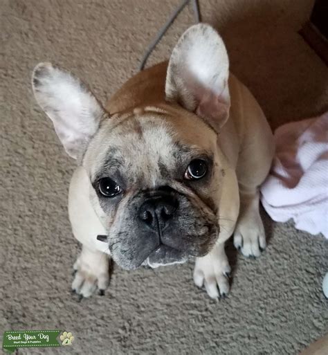 Stud Dog - Fawn Frenchie - Breed Your Dog