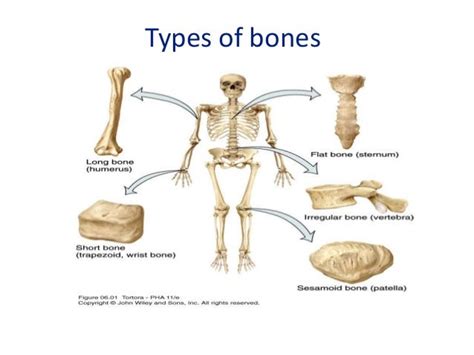 Blood Supply Of Long Bones