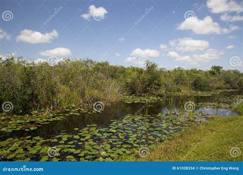 Everglades River Stock Photo Image Of Plant Travel 61038334