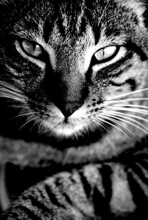 Black And White Animal Photography Amazing Wallpapers