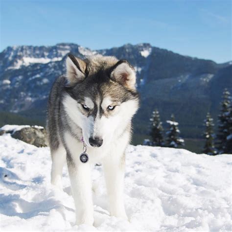 Siberian Husky Ripley With Color Wolf Grey My Interests