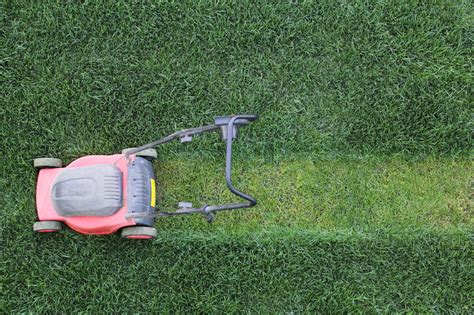 The turf has low water needs to stay healthy, making it ideal for areas that see infrequent rain. Diseases That Commonly Affect Zoysia Grass - Gardenerdy