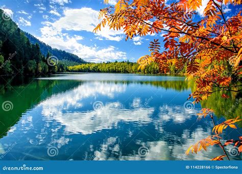 Mountain Autumn Green Siberia Lake With Reflection And Red Rowan Stock