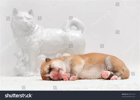 Newborn One Day Old Akita Puppy Lay Stock Photo 89077243 Shutterstock
