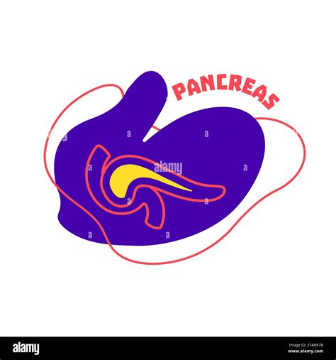 Anatomy Pancreas Hi Res Stock Photography And Images Alamy