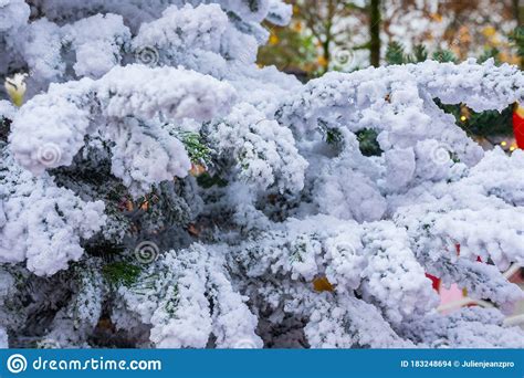 Beautiful Outdoor Christmas Tree Close Up With Realistic Fake Snow On