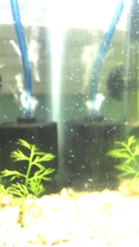What Are These Tiny White Dots On My Aquarium Glass They Kinda Wiggle