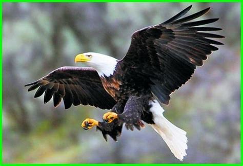 Maybe you would like to learn more about one of these? Fauna Amerika Serikat